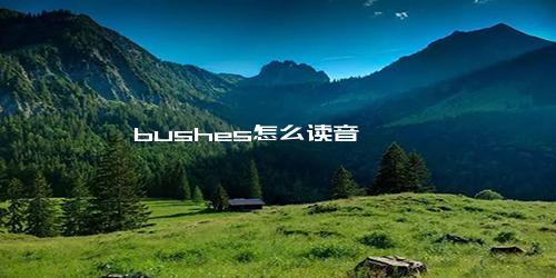 bushes怎么读音