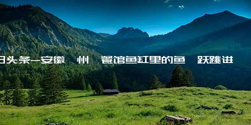 今日头条-安徽亳州一餐馆鱼缸里的鱼一跃跳进一锅粥里！监控记录下这一幕