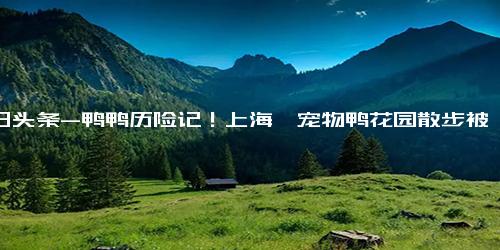 今日头条-鸭鸭历险记！上海一宠物鸭花园散步被掳走，差点成“老鸭煲”